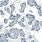 Immunohistochemical staining of human placenta shows no positivity in trophoblastic cells as expected.