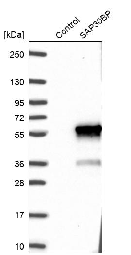 Anti-SAP30BP Antibody