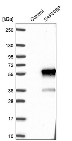 Anti-SAP30BP Antibody