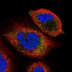 Immunofluorescent staining of human cell line A-431 shows localization to nucleus & vesicles.