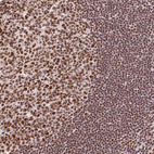 Immunohistochemical staining of human lymphoid tissues shows strong nuclear positivity in germinal center cells.