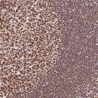 Immunohistochemical staining of human lymphoid tissues shows strong nuclear positivity in germinal center cells.