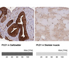 Anti-PLD1 Antibody