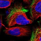 Immunofluorescent staining of human cell line U-2 OS shows localization to actin filaments & vesicles.