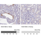 Anti-KIAA1683 Antibody