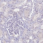 Immunohistochemical staining of human kidney shows low expression as expected.
