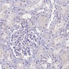 Anti-KIAA1683 Antibody