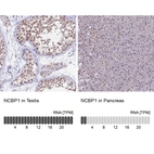 Anti-NCBP1 Antibody