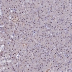 Immunohistochemical staining of human pancreas shows low expression as expected.