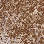 Immunohistochemical staining of human pituitary gland shows strong positivity.