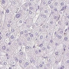 Immunohistochemical staining of human liver using Anti-PRL antibody HPA042416.