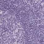 Immunohistochemical staining of human lymph node using Anti-PRL antibody HPA042416.