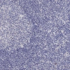 Immunohistochemical staining of human tonsil shows no positivity in non-germinal center cells as expected.