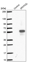 Western blot analysis in control (vector only transfected HEK293T lysate) and SPATA2L over-expression lysate (Co-expressed with a C-terminal myc-DDK tag (~3.1 kDa) in mammalian HEK293T cells, LY407590).