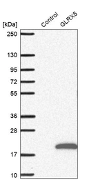 Western blot analysis in control (vector only transfected HEK293T lysate) and LY414008 over-expression lysate (Co-expressed with a C-terminal myc-DDK tag (~3.1 kDa) in mammalian HEK293T cells, LY414008).
