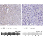 Anti-UNC80 Antibody