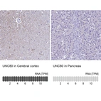 Anti-UNC80 Antibody