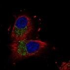 Immunofluorescent staining of human cell line U-251 MG shows localization to vesicles.