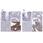 Immunohistochemical staining of human colon, kidney, liver and seminal vesicle using Anti-SEMG1 antibody HPA042476 (A) shows similar protein distribution across tissues to independent antibody HPA064892 (B).