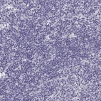 Immunohistochemical staining of human lymph node shows low expression as expected.