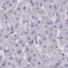 Immunohistochemical staining of human liver using Anti-SEMG1 antibody HPA042476.