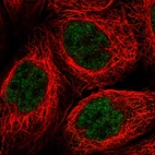 Immunofluorescent staining of human cell line A-431 shows localization to nucleoplasm.