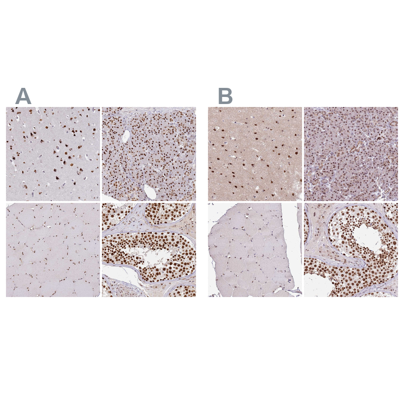 Anti-AKAP8L Antibody