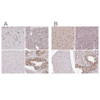 Anti-AKAP8L Antibody