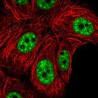Immunofluorescent staining of human cell line MCF7 shows localization to nuclear speckles.