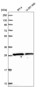 Anti-SLC25A45 Antibody
