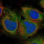 Immunofluorescent staining of human cell line U2OS shows localization to cytosol.