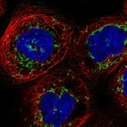 Immunofluorescent staining of human cell line A-431 shows localization to mitochondria.