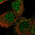 Immunofluorescent staining of human cell line U-2 OS shows localization to nucleoplasm & cytosol.