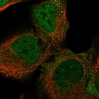 Immunofluorescent staining of human cell line U-2 OS shows localization to nucleoplasm & cytosol.