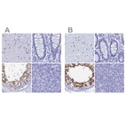 Immunohistochemical staining of human cerebral cortex, colon, testis and tonsil using Anti-TEX101 antibody HPA042513 (A) shows similar protein distribution across tissues to independent antibody HPA041915 (B).
