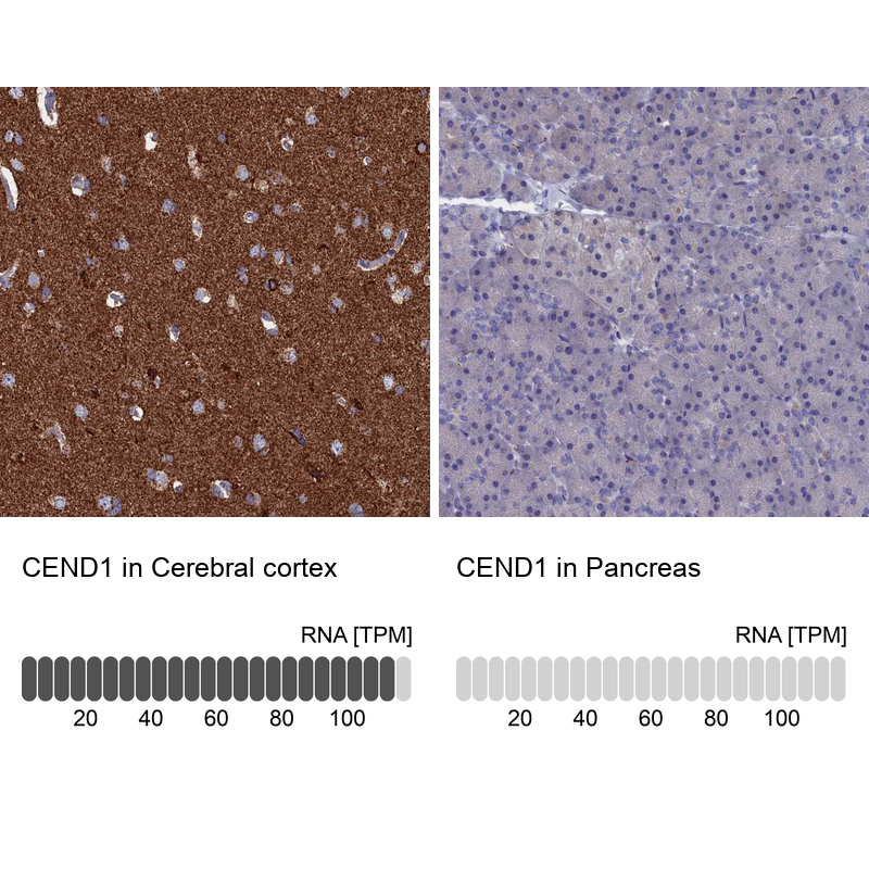 Anti-CEND1 Antibody