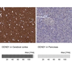 Anti-CEND1 Antibody