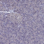 Immunohistochemical staining of human pancreas shows low expression as expected.