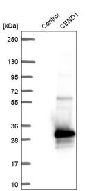 Western blot analysis in control (vector only transfected HEK293T lysate) and CEND1 over-expression lysate (Co-expressed with a C-terminal myc-DDK tag (~3.1 kDa) in mammalian HEK293T cells, LY402575).