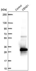 Western blot analysis in control (vector only transfected HEK293T lysate) and CEND1 over-expression lysate (Co-expressed with a C-terminal myc-DDK tag (~3.1 kDa) in mammalian HEK293T cells, LY402575).