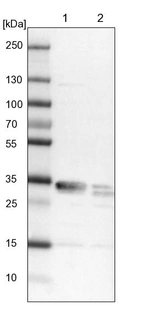 Lane 1: NIH-3T3 cell lysate (Mouse embryonic fibroblast cells)_br/_Lane 2: NBT-II cell lysate (Rat Wistar bladder tumour cells)