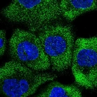 Anti-RNF207 Antibody