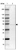 Anti-ZDHHC1 Antibody