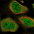Immunofluorescent staining of human cell line U-2 OS shows localization to nuclear speckles & cytosol.