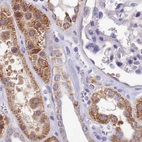 Immunohistochemical staining of human kidney using Anti-DUS2 antibody HPA042560.