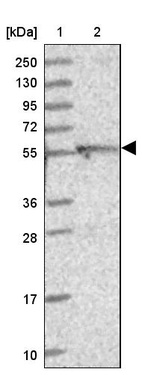 Anti-DUS2 Antibody