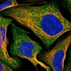 Immunofluorescent staining of human cell line U-2 OS shows localization to cytosol.