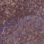 Immunohistochemical staining of human lymph node shows strong cytoplasmic positivity in non - germinal center cells.