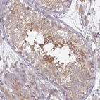 Immunohistochemical staining of human testis shows moderate to strong cytoplasmic positivity in cells in seminiferous ducts.