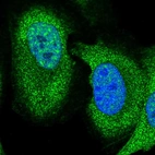 Immunofluorescent staining of human cell line U-2 OS shows localization to nuclear speckles & cytosol.